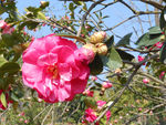 茶花
