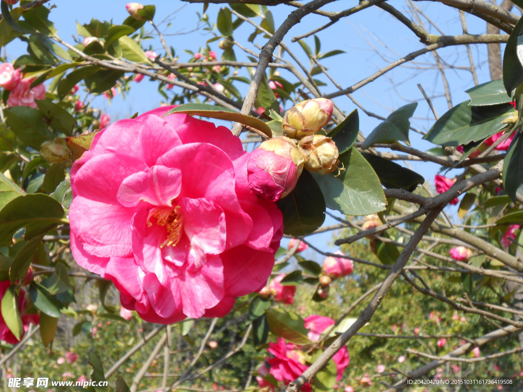 茶花