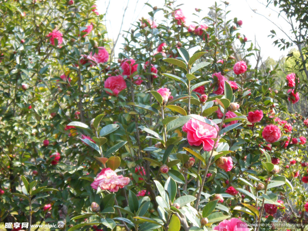 茶花