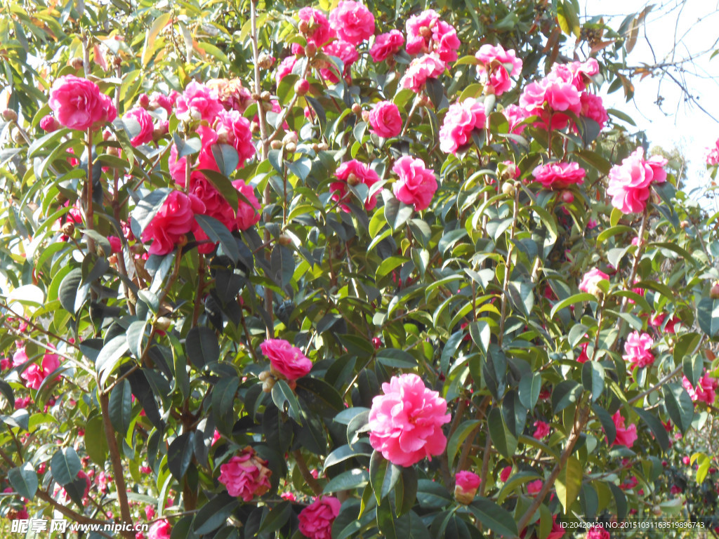 茶花