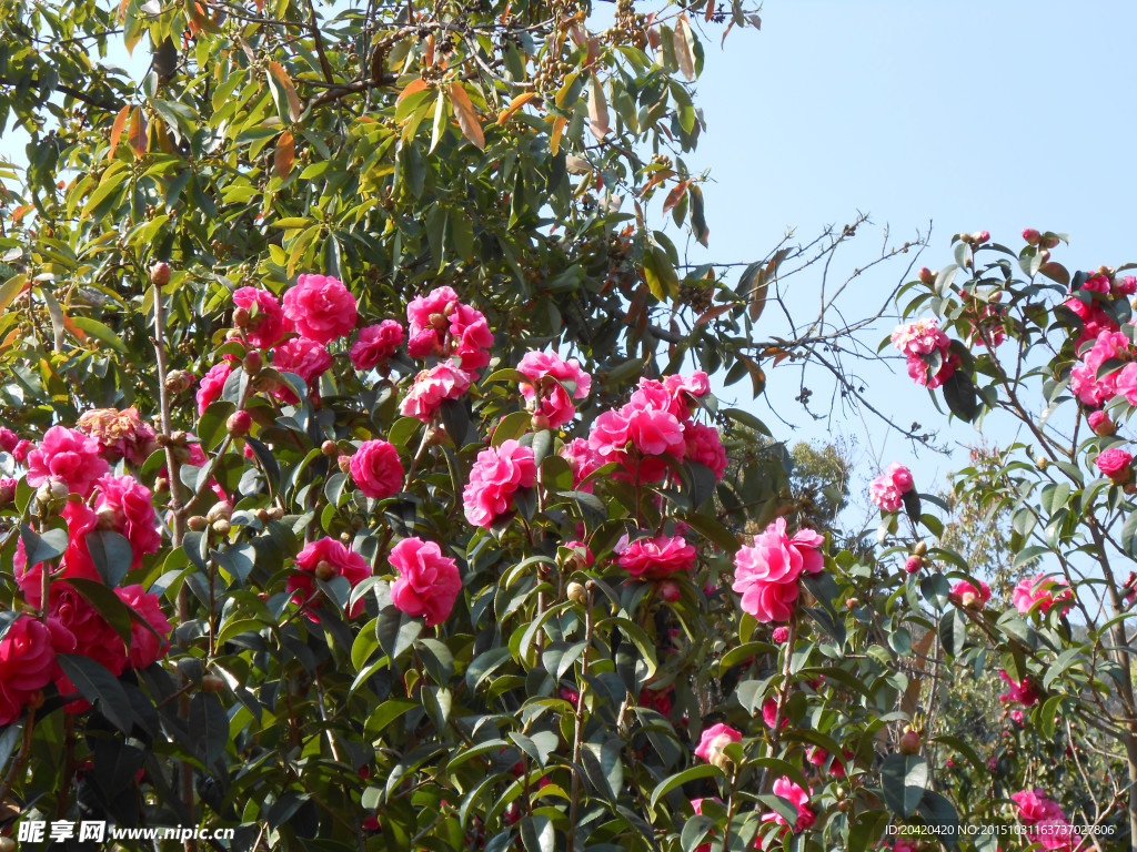 茶花