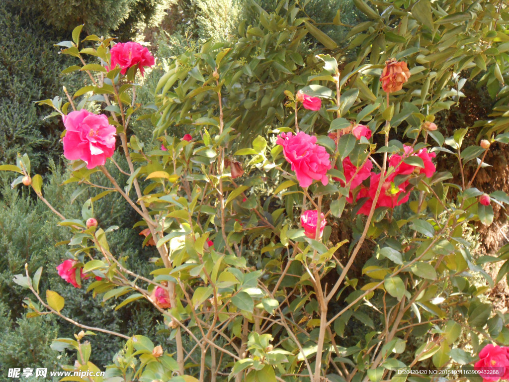 茶花