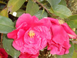 茶花