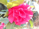 茶花