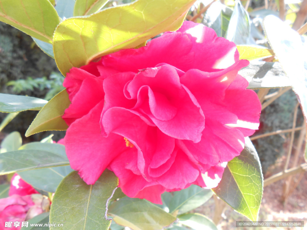 茶花