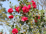 茶花