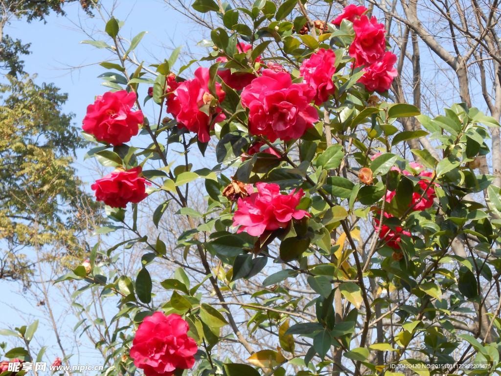茶花