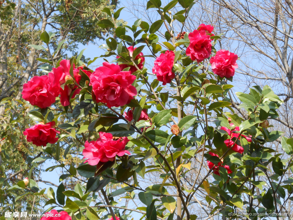 茶花