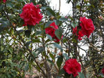 茶花