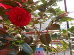 茶花