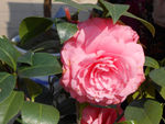 茶花