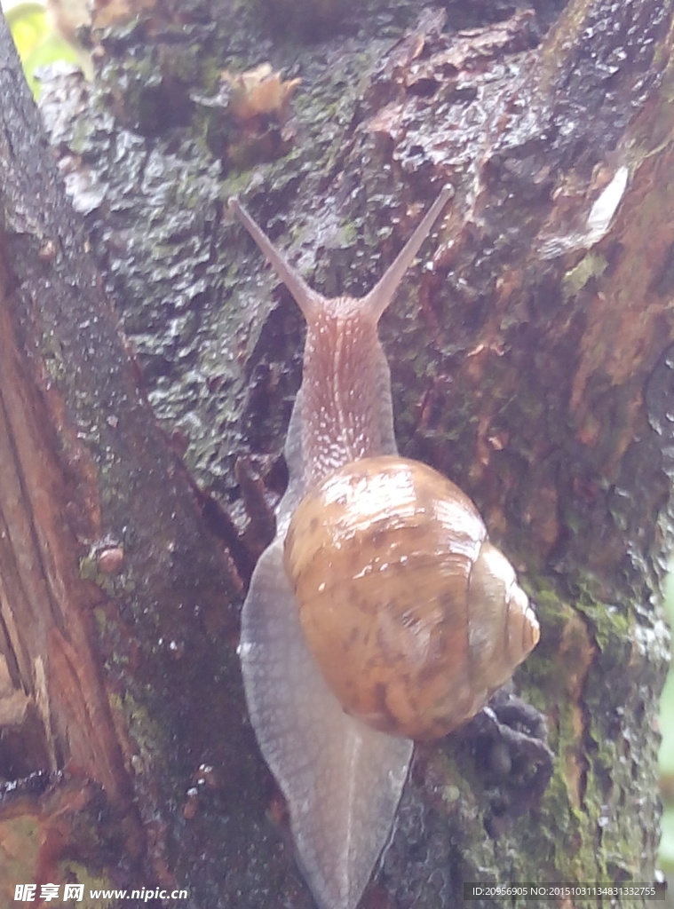 蜗牛上树