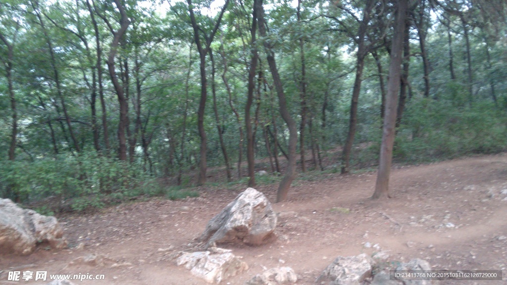 山林树木