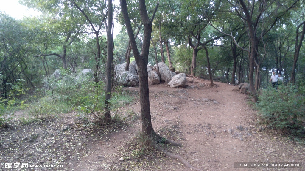 山林树木