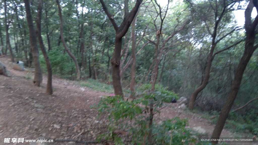 山林树木