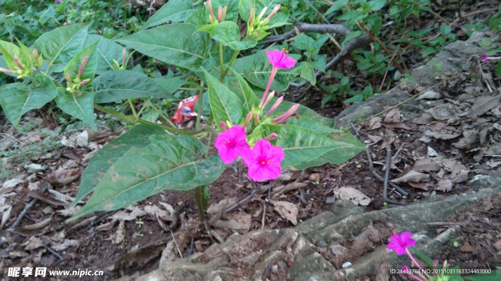 牵牛花