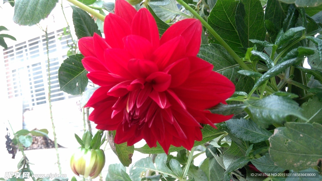 小丽花