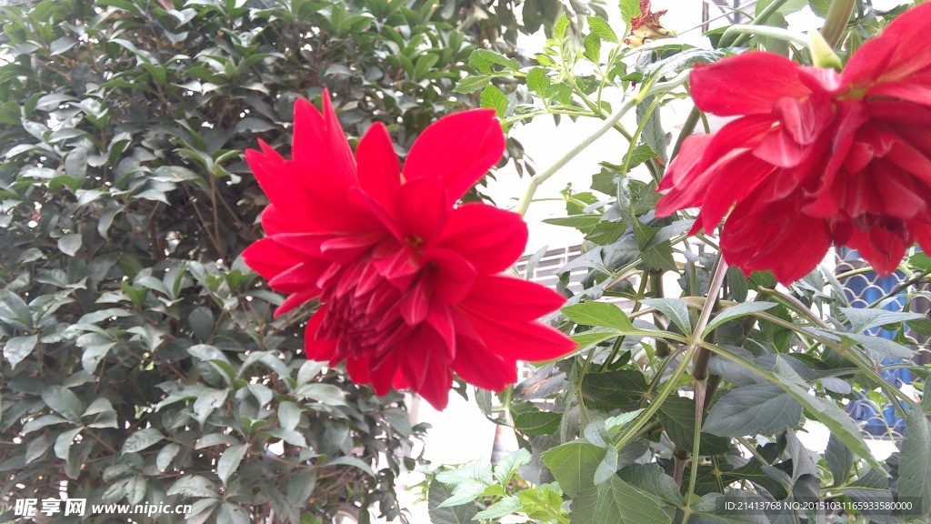 小丽花