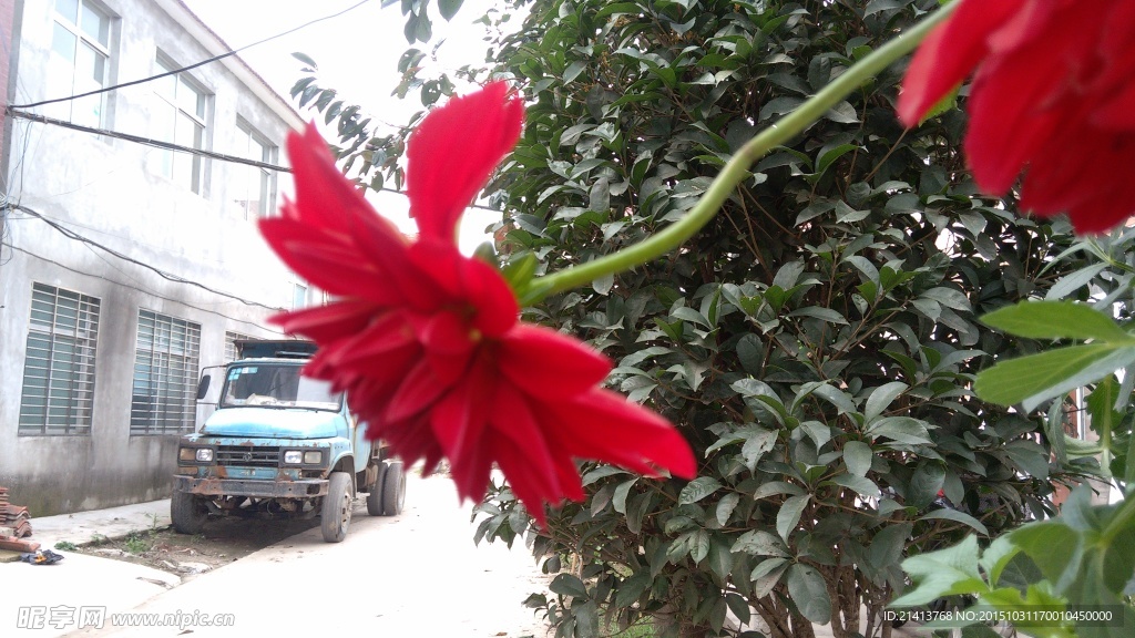 小丽花