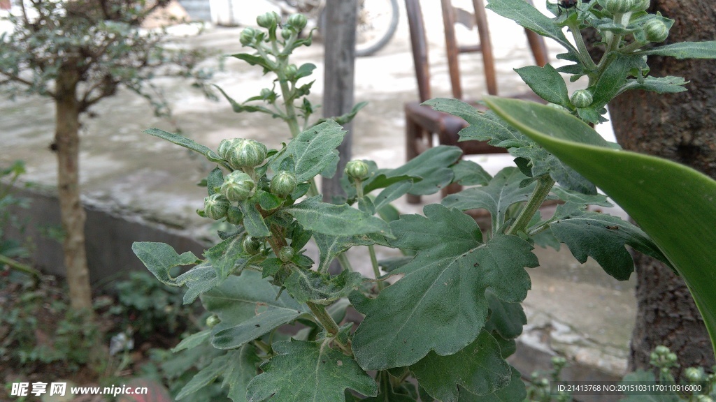 花蕾