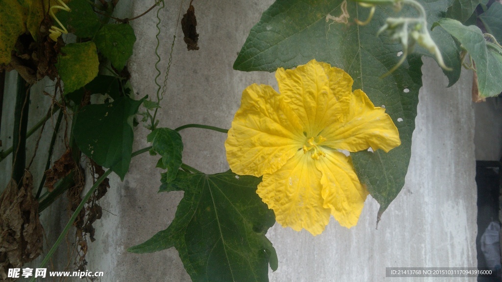 植物花卉