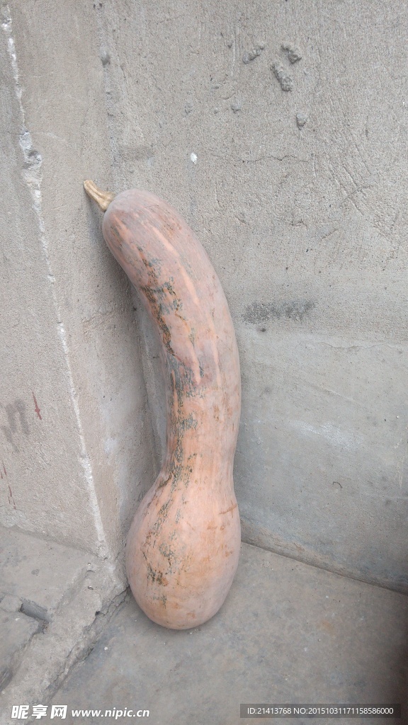 老南瓜