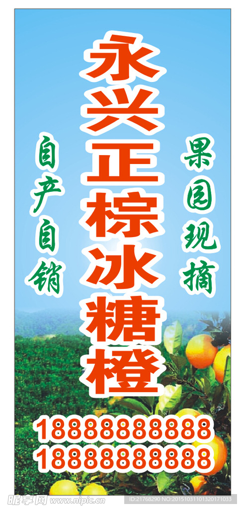 冰糖橙