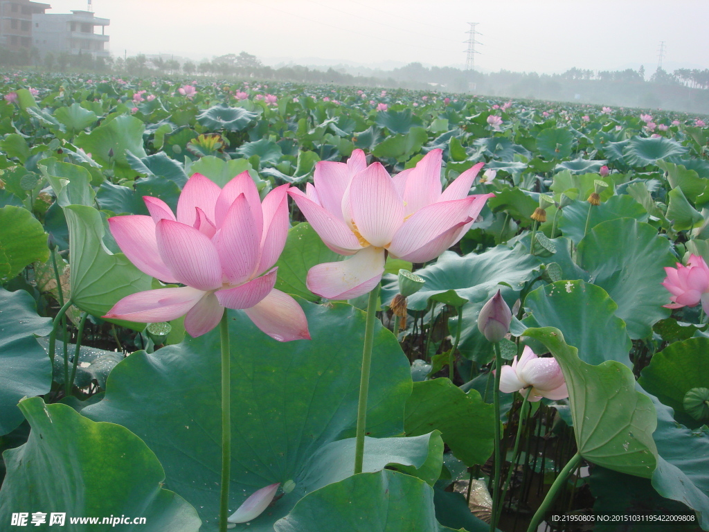 荷花 莲花