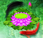 锦鲤荷花图