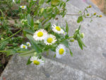 野菊花