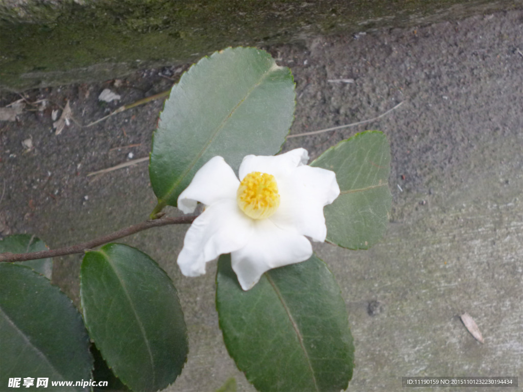 西樵山茶花