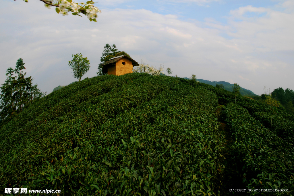 茶园小屋