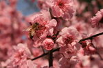 蜜蜂