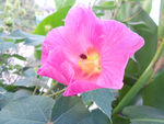 芙蓉花