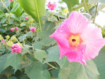 芙蓉花