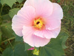 芙蓉花