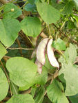 茶树豆