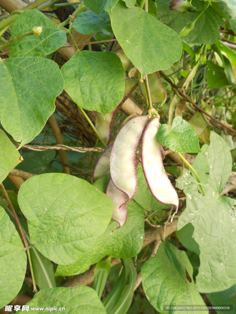 茶树豆