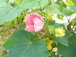 芙蓉花