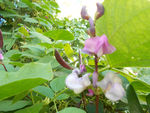 茶树豆