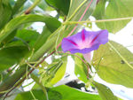 牵牛花