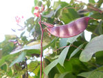 茶树豆