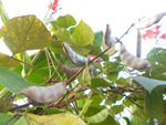 茶树豆