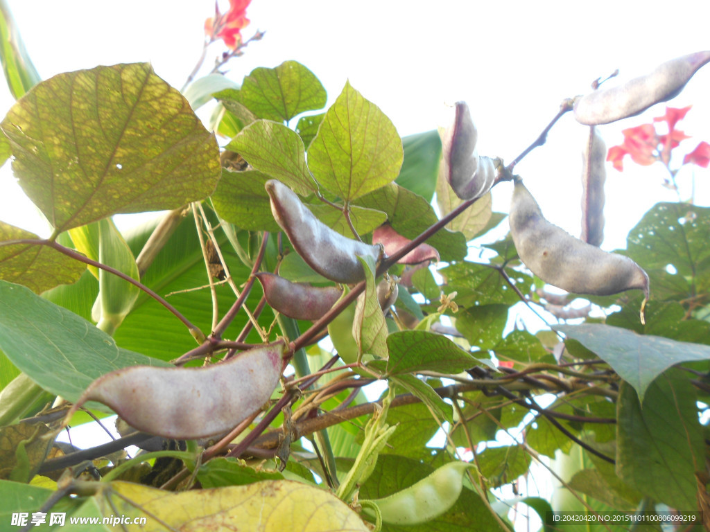 茶树豆