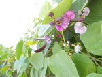 茶树豆