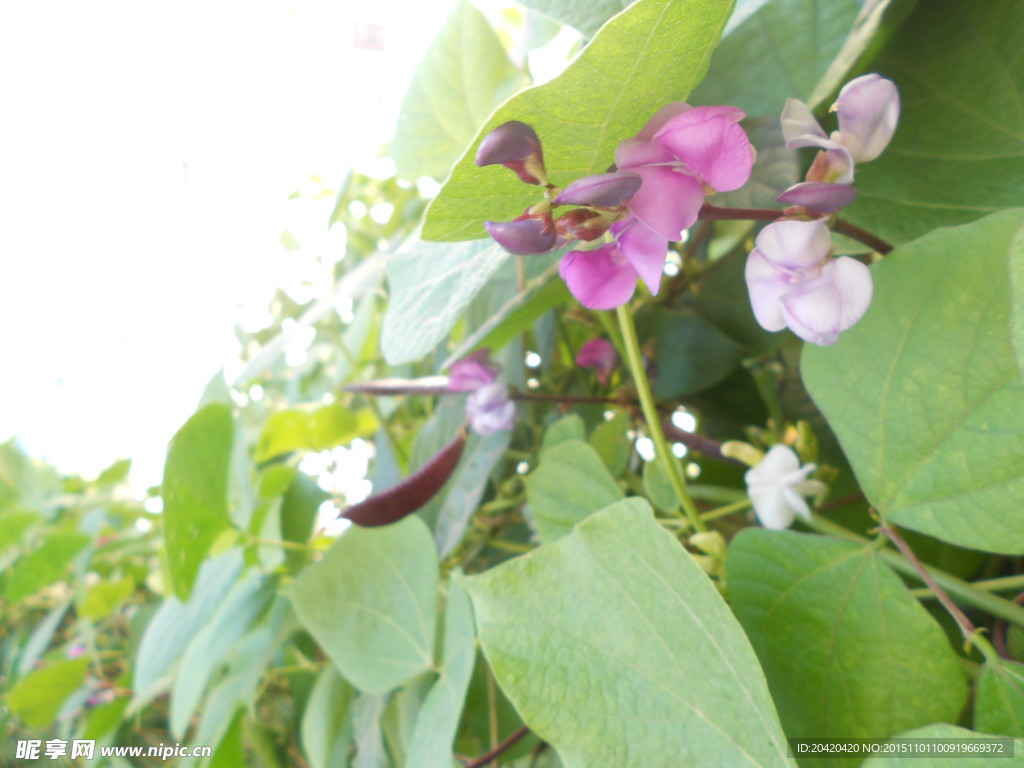 茶树豆