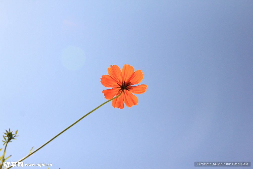 蓝天和鲜花