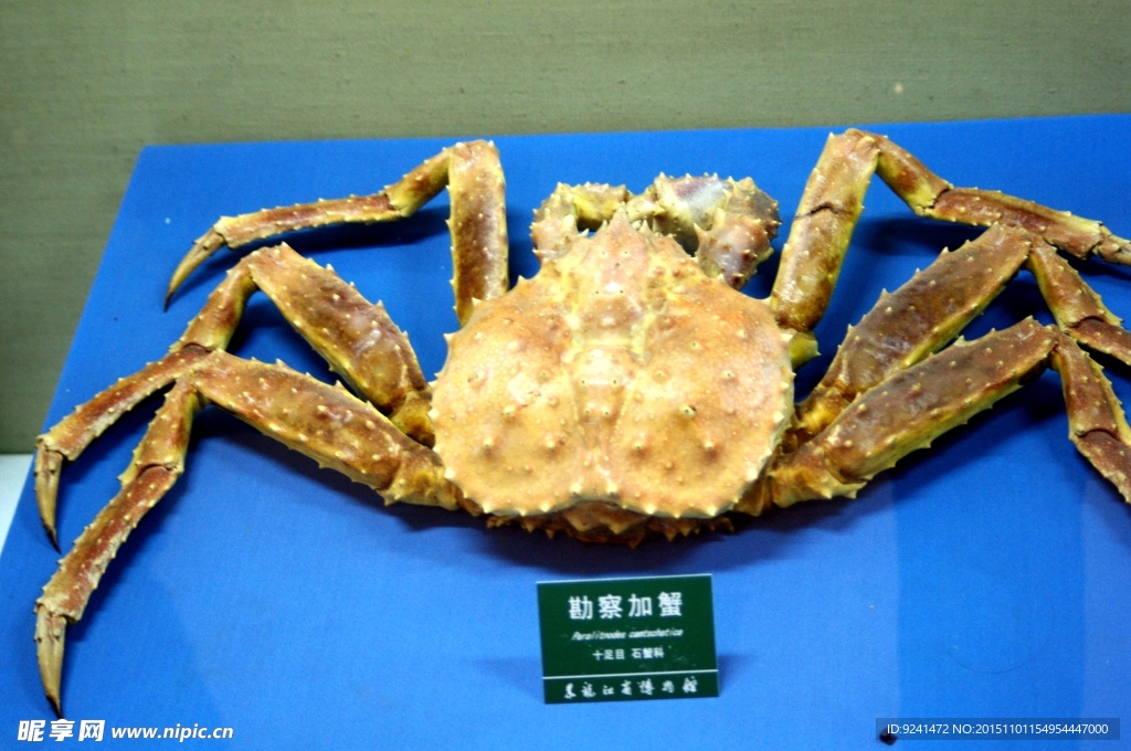巨型螃蟹