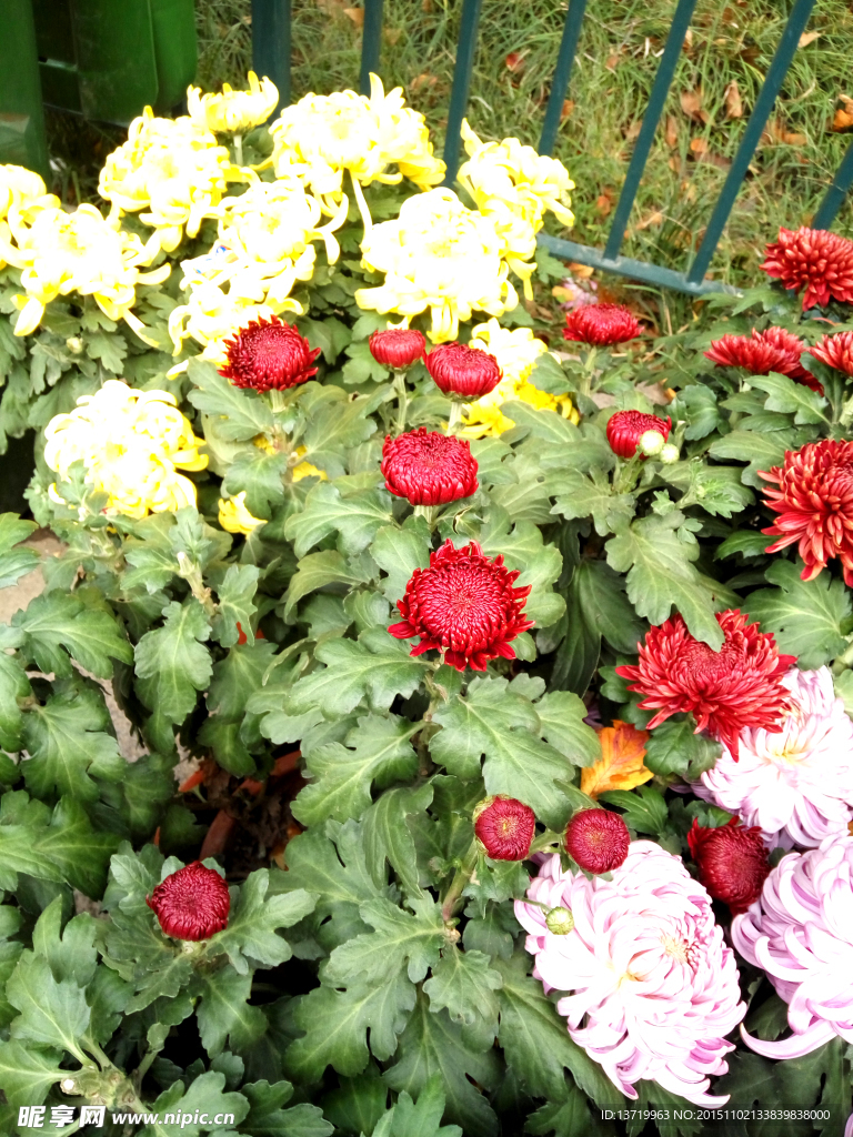 菊花