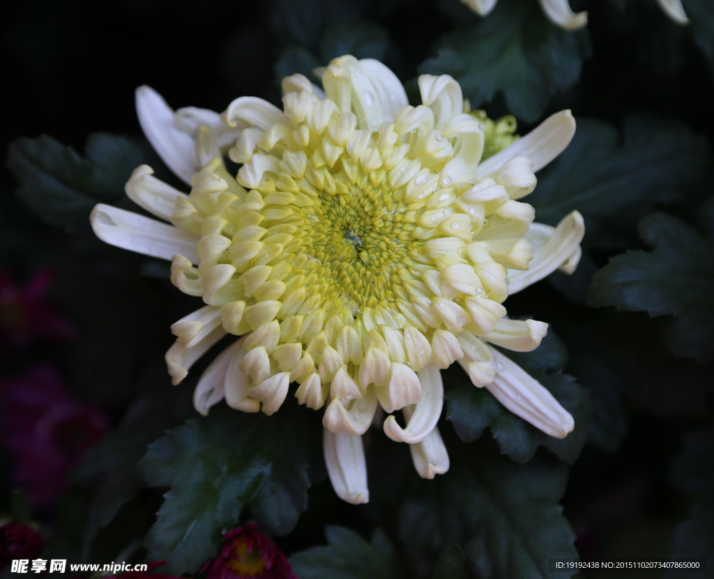 菊花